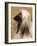 Afghan Hound Profile-Adriano Bacchella-Framed Photographic Print