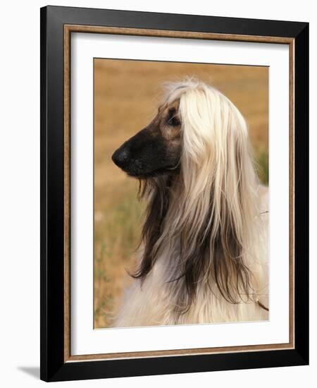 Afghan Hound Profile-Adriano Bacchella-Framed Photographic Print