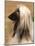 Afghan Hound Profile-Adriano Bacchella-Mounted Photographic Print