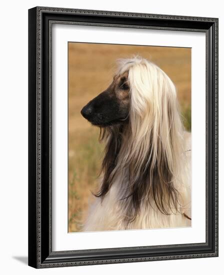 Afghan Hound Profile-Adriano Bacchella-Framed Photographic Print