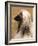 Afghan Hound Profile-Adriano Bacchella-Framed Photographic Print