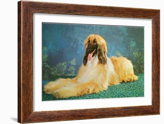 Afghan Hound-null-Framed Art Print