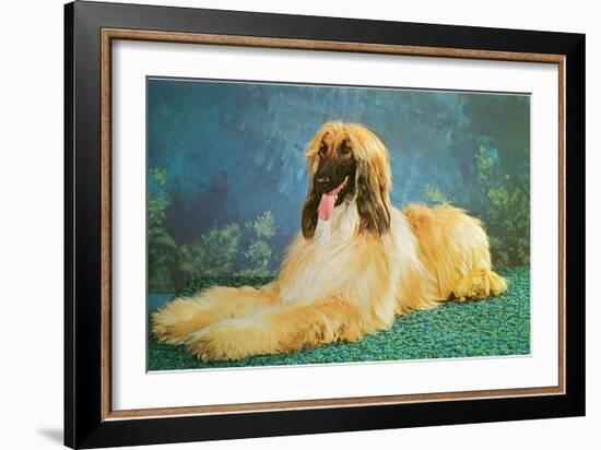 Afghan Hound-null-Framed Art Print