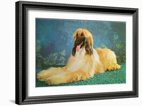 Afghan Hound-null-Framed Art Print