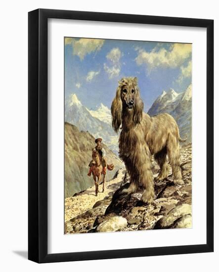 Afghan Hound-Eric Tansley-Framed Giclee Print