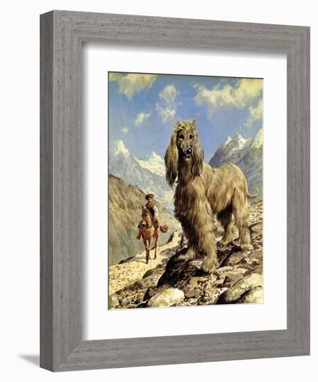 Afghan Hound-Eric Tansley-Framed Giclee Print