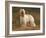 Afghan Hounds Portrait-Adriano Bacchella-Framed Photographic Print