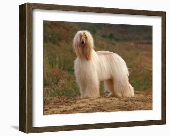 Afghan Hounds Portrait-Adriano Bacchella-Framed Photographic Print