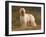 Afghan Hounds Portrait-Adriano Bacchella-Framed Photographic Print