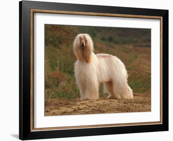 Afghan Hounds Portrait-Adriano Bacchella-Framed Photographic Print