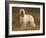 Afghan Hounds Portrait-Adriano Bacchella-Framed Photographic Print