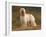 Afghan Hounds Portrait-Adriano Bacchella-Framed Photographic Print