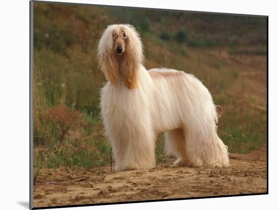 Afghan Hounds Portrait-Adriano Bacchella-Mounted Photographic Print