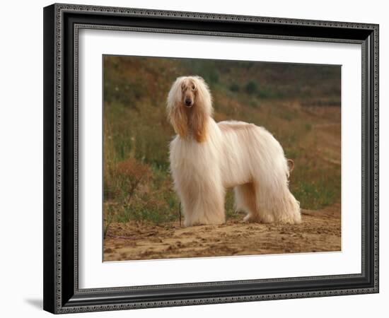 Afghan Hounds Portrait-Adriano Bacchella-Framed Photographic Print