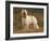 Afghan Hounds Portrait-Adriano Bacchella-Framed Photographic Print