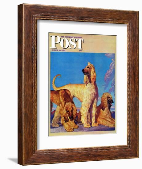 "Afghan Hounds," Saturday Evening Post Cover, March 18, 1944-Rutherford Boyd-Framed Giclee Print