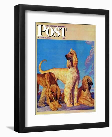 "Afghan Hounds," Saturday Evening Post Cover, March 18, 1944-Rutherford Boyd-Framed Giclee Print