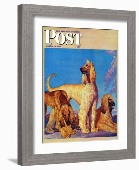 "Afghan Hounds," Saturday Evening Post Cover, March 18, 1944-Rutherford Boyd-Framed Giclee Print