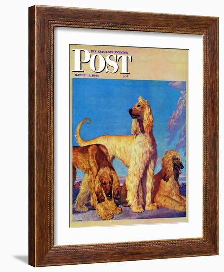 "Afghan Hounds," Saturday Evening Post Cover, March 18, 1944-Rutherford Boyd-Framed Giclee Print