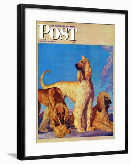 "Afghan Hounds," Saturday Evening Post Cover, March 18, 1944-Rutherford Boyd-Framed Giclee Print