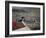 Afghan Youth Sits on a Rooftop During the Celebration of Nowruz-null-Framed Photographic Print