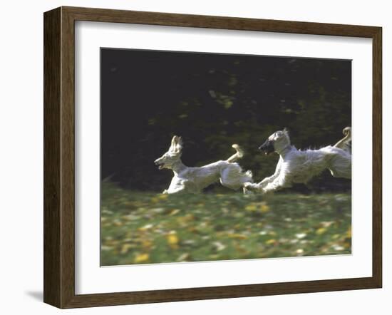 Afghans Zorro and April Break Into an Impromptu Sprint Prior to Gazehound Race-John Dominis-Framed Photographic Print