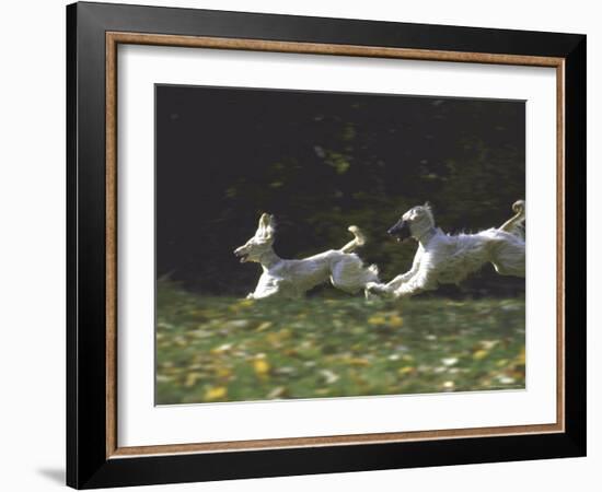 Afghans Zorro and April Break Into an Impromptu Sprint Prior to Gazehound Race-John Dominis-Framed Photographic Print