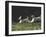 Afghans Zorro and April Break Into an Impromptu Sprint Prior to Gazehound Race-John Dominis-Framed Photographic Print