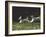 Afghans Zorro and April Break Into an Impromptu Sprint Prior to Gazehound Race-John Dominis-Framed Photographic Print