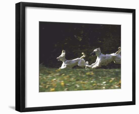 Afghans Zorro and April Break Into an Impromptu Sprint Prior to Gazehound Race-John Dominis-Framed Photographic Print