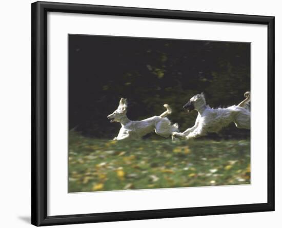 Afghans Zorro and April Break Into an Impromptu Sprint Prior to Gazehound Race-John Dominis-Framed Photographic Print