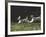 Afghans Zorro and April Break Into an Impromptu Sprint Prior to Gazehound Race-John Dominis-Framed Photographic Print