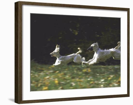 Afghans Zorro and April Break Into an Impromptu Sprint Prior to Gazehound Race-John Dominis-Framed Photographic Print