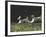 Afghans Zorro and April Break Into an Impromptu Sprint Prior to Gazehound Race-John Dominis-Framed Photographic Print