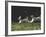 Afghans Zorro and April Break Into an Impromptu Sprint Prior to Gazehound Race-John Dominis-Framed Photographic Print