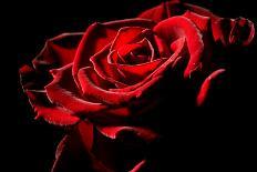 Red Rose-afitz-Framed Photographic Print
