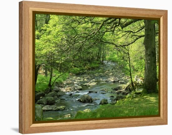 Afon Artro Passing Through Natural Oak Wood, Llanbedr, Gwynedd, Wales, United Kingdom, Europe-Pearl Bucknall-Framed Premier Image Canvas