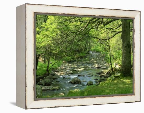 Afon Artro Passing Through Natural Oak Wood, Llanbedr, Gwynedd, Wales, United Kingdom, Europe-Pearl Bucknall-Framed Premier Image Canvas