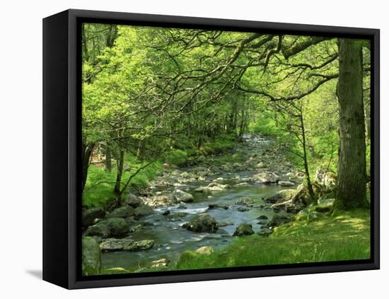 Afon Artro Passing Through Natural Oak Wood, Llanbedr, Gwynedd, Wales, United Kingdom, Europe-Pearl Bucknall-Framed Premier Image Canvas