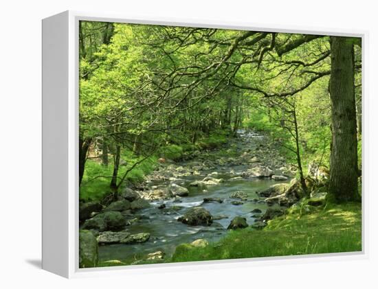 Afon Artro Passing Through Natural Oak Wood, Llanbedr, Gwynedd, Wales, United Kingdom, Europe-Pearl Bucknall-Framed Premier Image Canvas