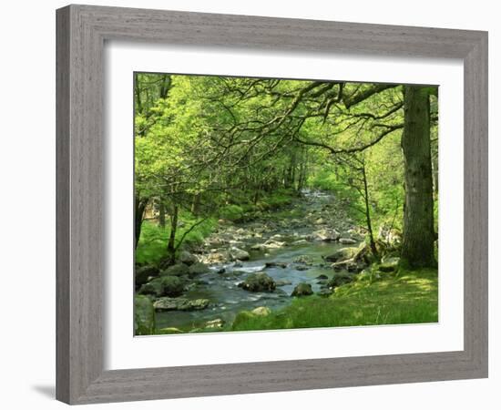 Afon Artro Passing Through Natural Oak Wood, Llanbedr, Gwynedd, Wales, United Kingdom, Europe-Pearl Bucknall-Framed Photographic Print