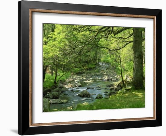 Afon Artro Passing Through Natural Oak Wood, Llanbedr, Gwynedd, Wales, United Kingdom, Europe-Pearl Bucknall-Framed Photographic Print