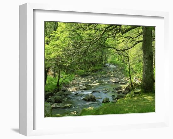 Afon Artro Passing Through Natural Oak Wood, Llanbedr, Gwynedd, Wales, United Kingdom, Europe-Pearl Bucknall-Framed Photographic Print