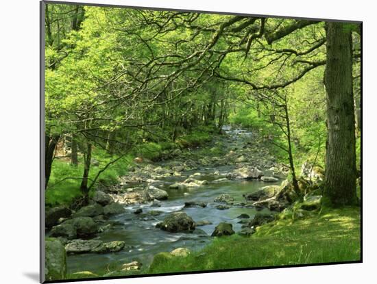 Afon Artro Passing Through Natural Oak Wood, Llanbedr, Gwynedd, Wales, United Kingdom, Europe-Pearl Bucknall-Mounted Photographic Print