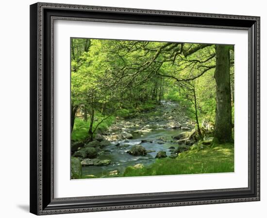 Afon Artro Passing Through Natural Oak Wood, Llanbedr, Gwynedd, Wales, United Kingdom, Europe-Pearl Bucknall-Framed Photographic Print