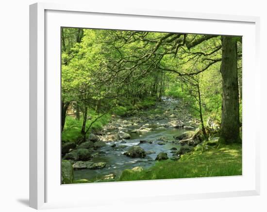 Afon Artro Passing Through Natural Oak Wood, Llanbedr, Gwynedd, Wales, United Kingdom, Europe-Pearl Bucknall-Framed Photographic Print