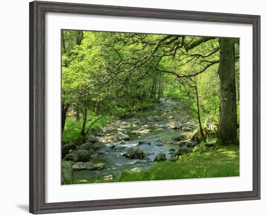 Afon Artro Passing Through Natural Oak Wood, Llanbedr, Gwynedd, Wales, United Kingdom, Europe-Pearl Bucknall-Framed Photographic Print