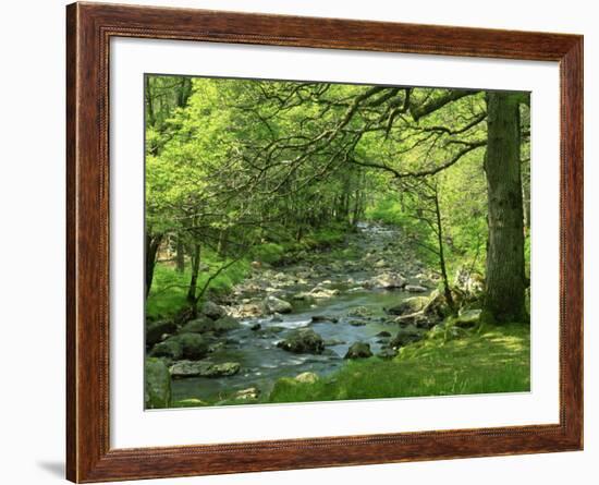 Afon Artro Passing Through Natural Oak Wood, Llanbedr, Gwynedd, Wales, United Kingdom, Europe-Pearl Bucknall-Framed Photographic Print