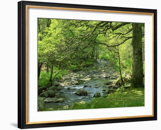 Afon Artro Passing Through Natural Oak Wood, Llanbedr, Gwynedd, Wales, United Kingdom, Europe-Pearl Bucknall-Framed Photographic Print