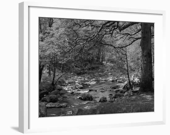 Afon Artro Passing Through Natural Oak Wood, Llanbedr, Gwynedd, Wales, United Kingdom, Europe-Pearl Bucknall-Framed Photographic Print